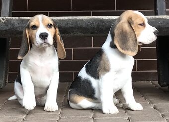 Beagle / Bigle - szczenięta rodowód ZKwP / FCI po Champion. - 4