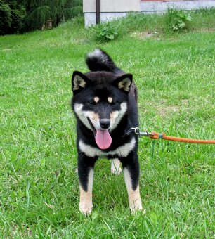 Shiba Inu, dziesięciomiesięczna suczka, czarna-podpalana - 4