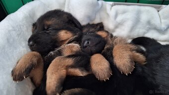 Owczarek niemiecki krótkowłosy szczeniak ZKwP/ FCI - suczka - 4