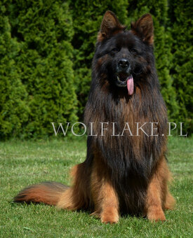 Owczarek niemiecki długowłosy ZKwP FCI - 4