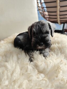 Schnauzer miniaturovy - 4