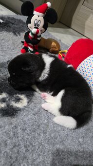 Akita amerykańska - 4