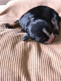 Szczeniak cocker spaniel angielski - 4