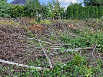 Wycięte drzewa i krzewy oddam np. na opał - 4
