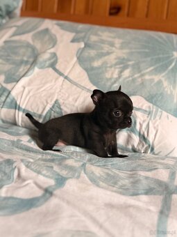 Chihuahua piękny samiec xxs - 4