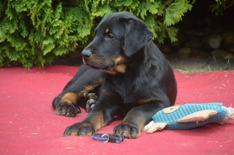 Szczenięta Beauceron (Berger de Beauce) - 4