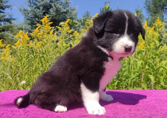 Piękna Rasowa suczka z pełną dok. - Szczeniak BORDER COLLIE - 4