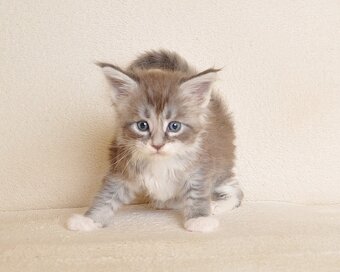 Śliczny kocurek Maine Coon - 4