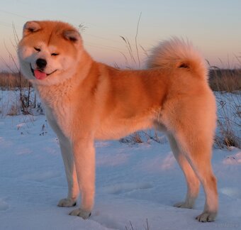 Akita Inu akita japońska szczenięta - 4