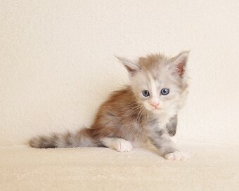 Przepiękna koteczka Maine Coon - 4