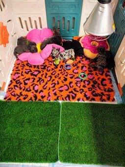 Buldogi francuskie - 4