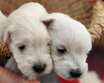 Sznaucer malý s PP - 4