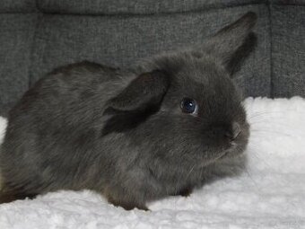 Cudne baranki niebieskie mini lop - 4