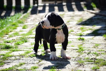 Dog niemiecki z rodowodem - 4