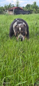 American bully xl - 4