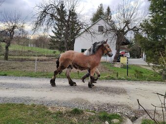 Ogier na sprzedaż - 4