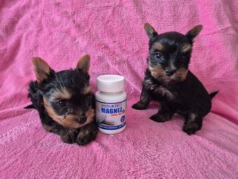 YorkShire Terier-szczenięta - 4