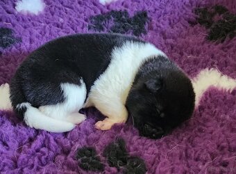 Amerikan Akita - excellent puppies - 4