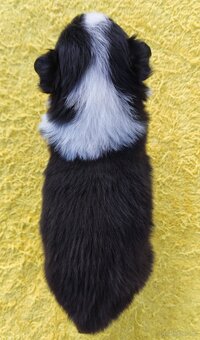 Piękna suczka HELGA - BORDER COLLIE z pełną dok. super rodzi - 4