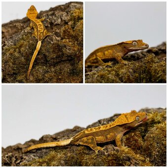 Gekony orzęsione (ciliatus) + akcesoria GeckoSVK - 4