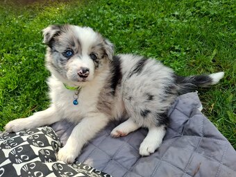 Border Collie czarno biała i Blue Merle - 4