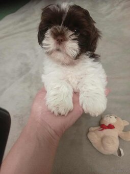 Pieski shihtzu - 4