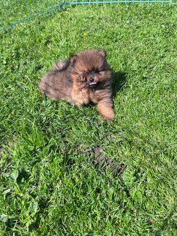 Cudowna  suczka  ZkwP/FCI – Szpic Miniaturowy Pomeranian - 4
