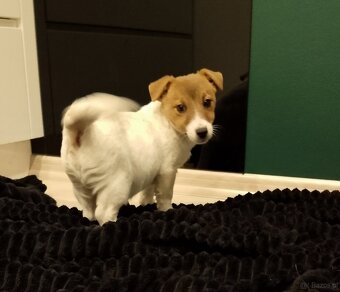 Jack Russell Terrier suczka - 4