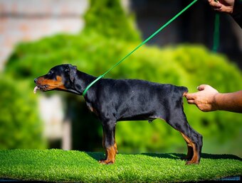 KUPIOWANE SZCZENIĘTA DOBERMANA Z RODOWODEM FCI - 4
