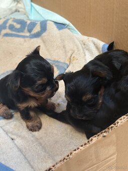 Yorkshire terrier - 4