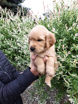 Szczenie golden retriever - 4