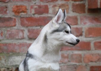 Siberian Husky ZKwP - 4