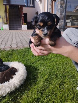 Predám Yorkshire teriér zlatý (gold) - 4