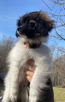 spaniel kontynentalny miniaturowy phalene (nie papillon) - 4