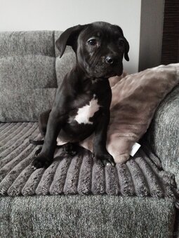 Amerykan buli xl - 4