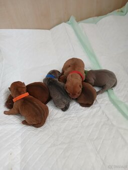Sharpei, shar pei s PP - 4