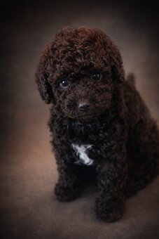 (Spanish Water Dog) Hiszpański pies dowodny szczeniaki - 4