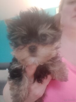 Yorkshire terrier - 4