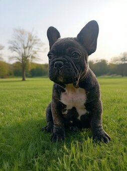 buldog francuski - 4