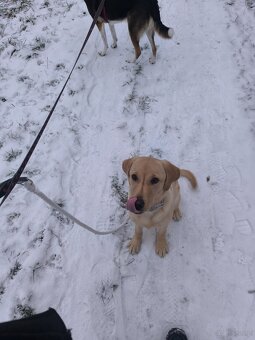 Labrador retriever - 4