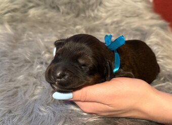 Owczarek Francuski Briard - 4