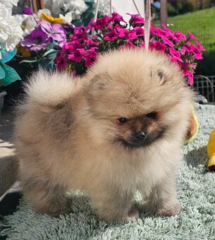 Szpic Miniaturowy Pomeranian - 4