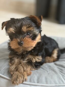 Yorkshire terrier - 4