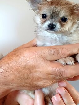 Chihuahua Długowłosa Maleńka Dziewczynka - 4