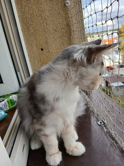 Maine coon - 4