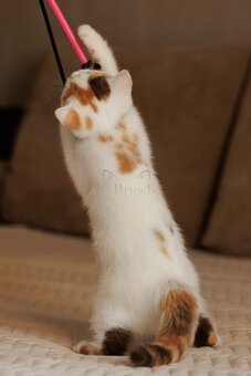 British Shorthair • koteczek Chocolate Tortie Harlequin - 4