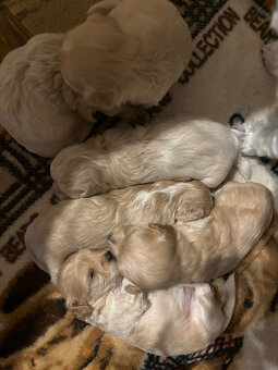 Maltipoo F1 pieski - 4