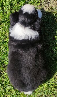 Rasowy pies, szczenię Border Collie z Hodowli, pełna dok. - 4