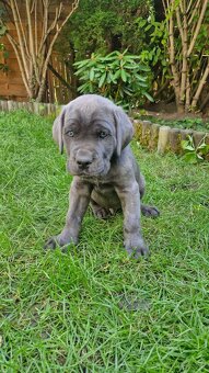 Cane Corso - Psy i suczki - do odbioru - z metrykami, ojciec - 4