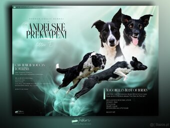 Border collie - 4